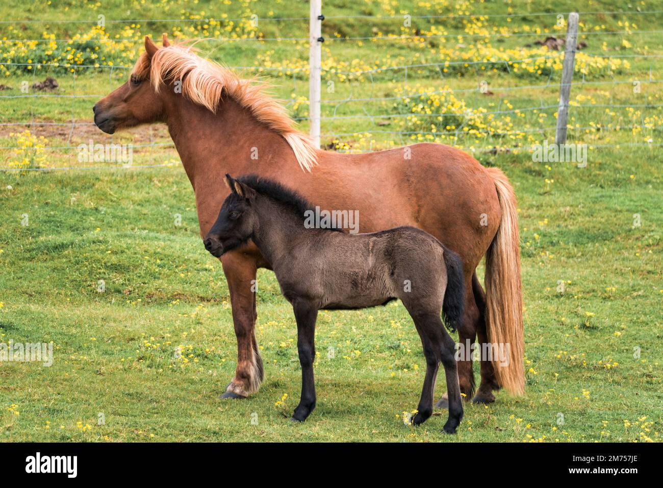 Wunderschöne braune Stute mit kleinen Fohlen auf dem Feld auf dem Ackerland im Sommer in Island Stockfoto