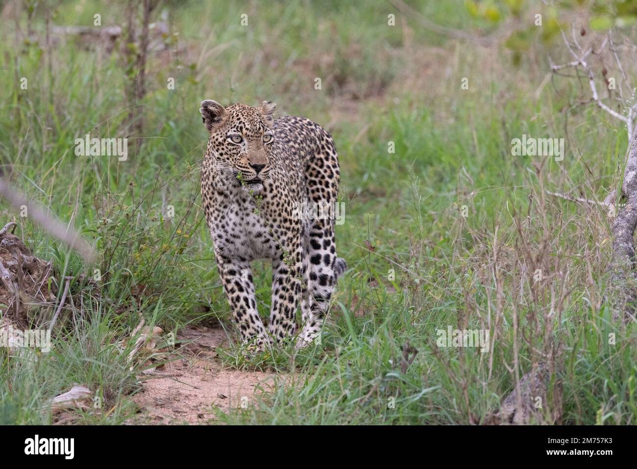 Leopardenwanderung mit einem bestimmten Zweck in den kurzen grünen Savannen im Kruger-Nationalpark, Südafrika Stockfoto