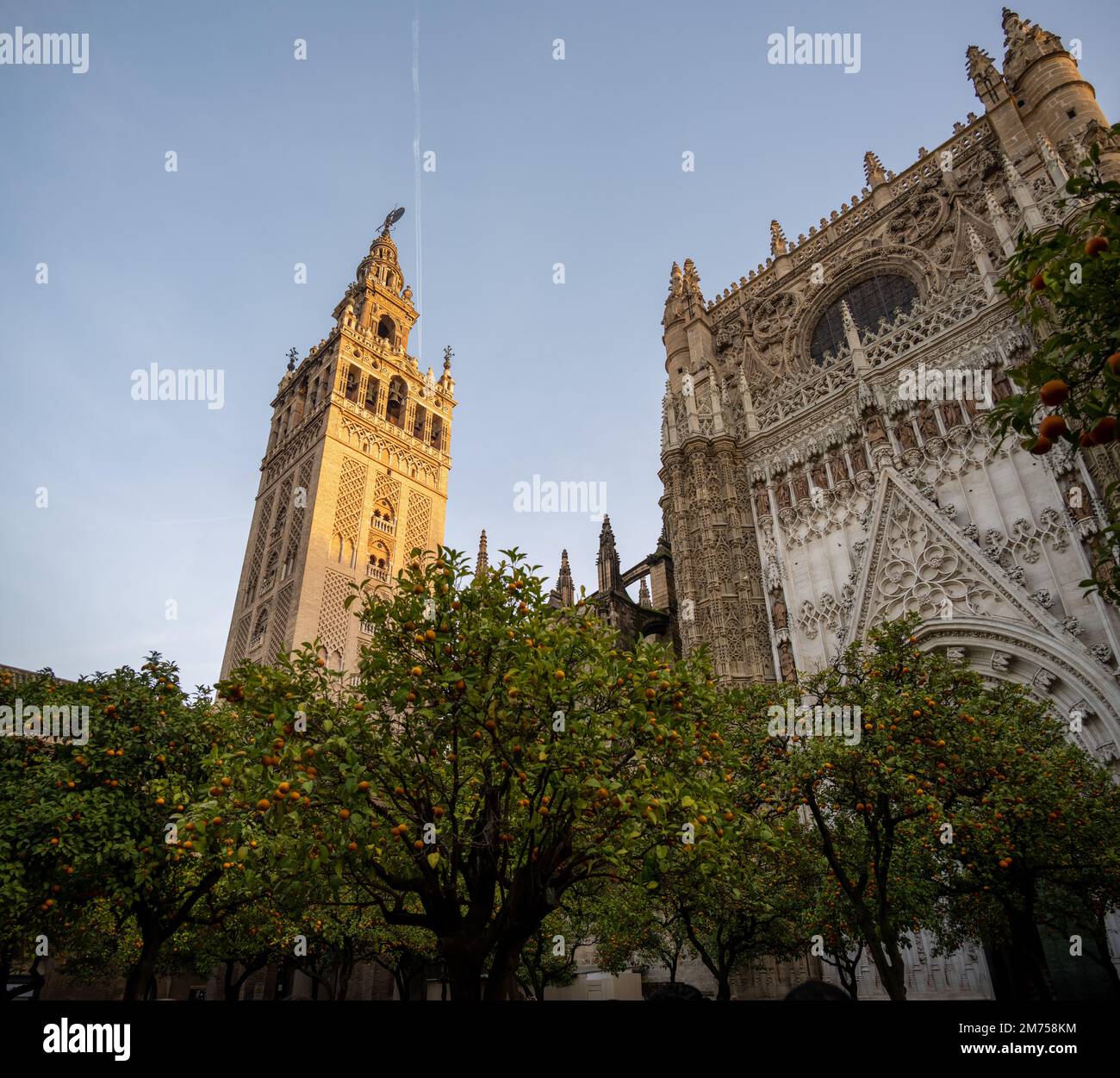 Giralda, der Glockenturm der Kathedrale von Sevilla in Sevilla, Spanien, wurde als Minarett für die große Moschee von Sevilla in al-Andalus erbaut. Stockfoto