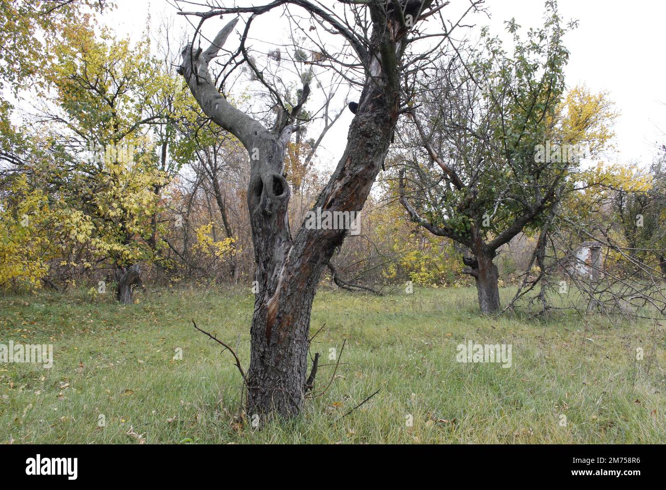 Alter verlassener Garten, getrocknete Obstbäume Stockfoto