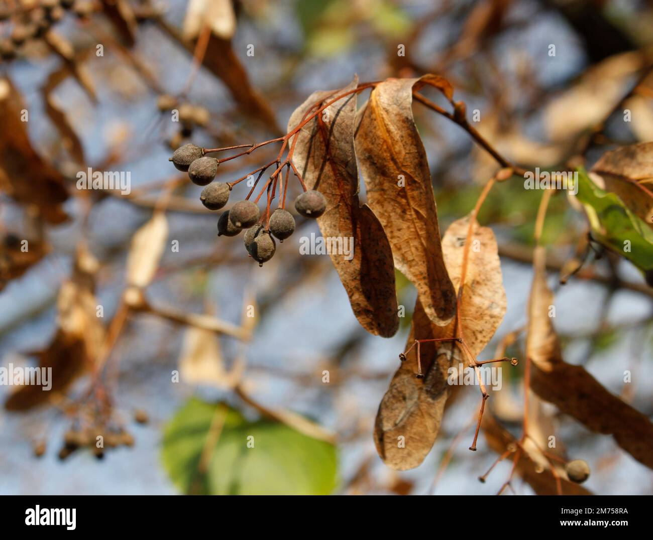 Trockenfrüchte von kleinblättrigem Linden. Trockenfrüchte von Tilia cordata. Stockfoto