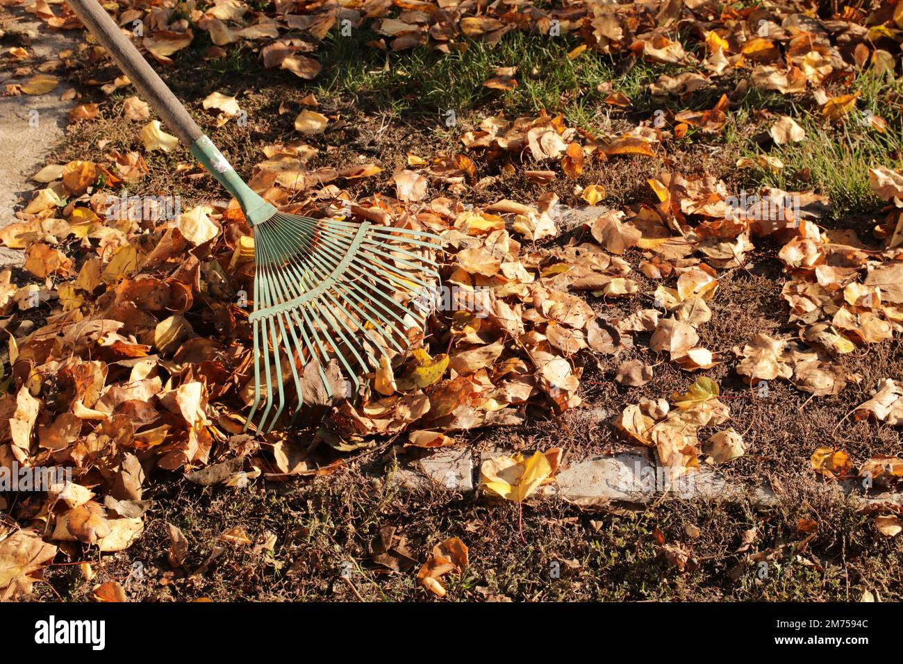 Reinigung von trockenen Blättern. Herbstlaub. Stockfoto