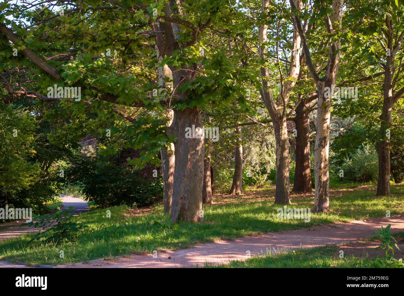 Grosser Platanus im Sommerbotanischen Park in Odessa. Ein Pfad für einen Spaziergang unter den Bäumen. Stockfoto