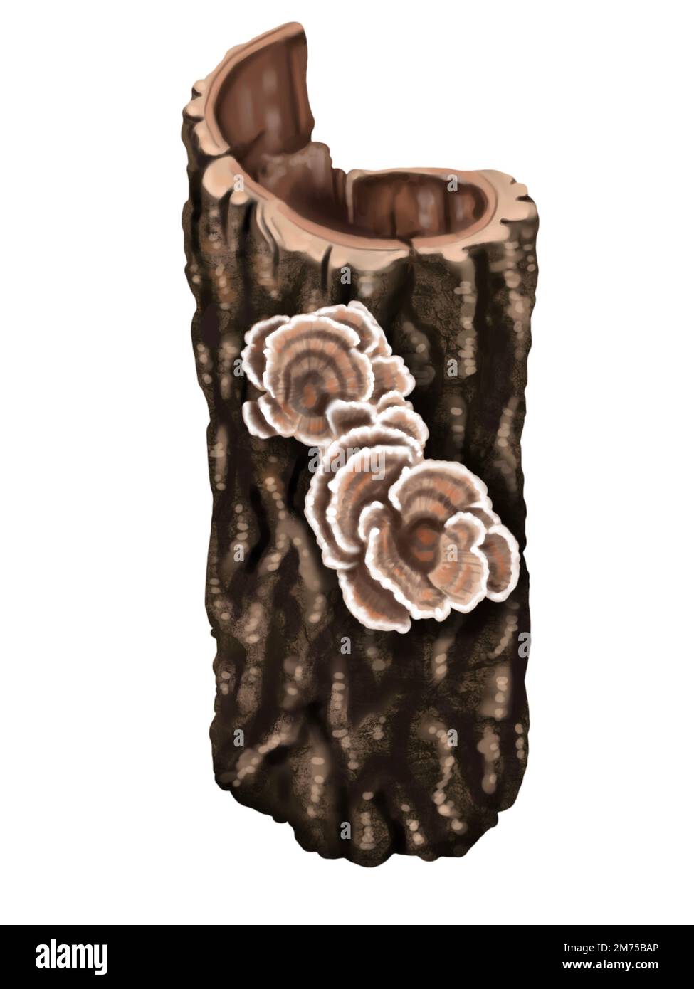 Aquarell realistische Polyporen. Pilze wachsen auf dem Baum. Laetiporus sulureus ist eine Art von Brackelpilz. Krabben-aus-den-Wäldern Stockfoto