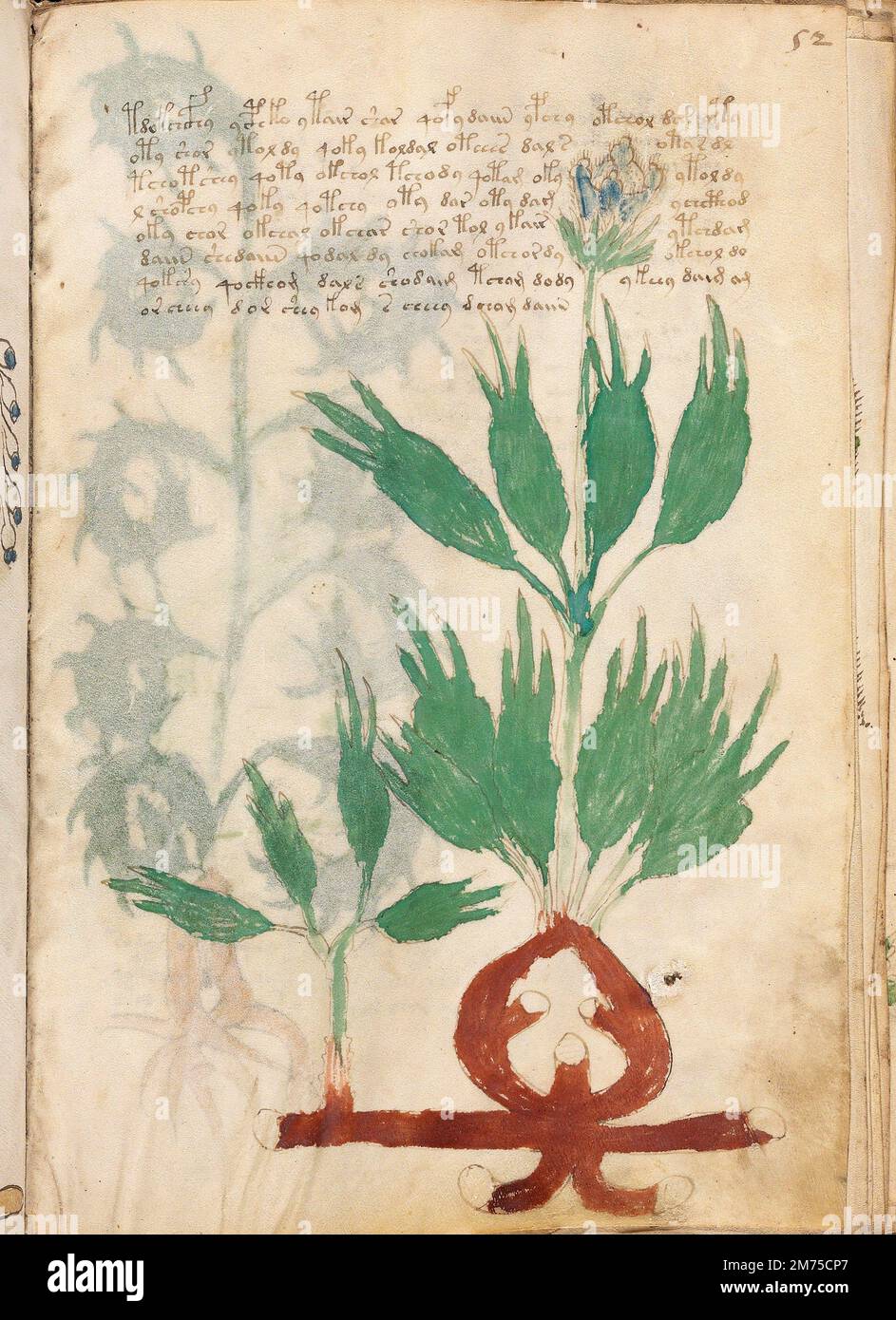 Voynich-Manuskript. Eine Beispielseite aus dem Voynich-Manuskript, ein illustrierter Kodex, handgeschrieben in einem ansonsten unbekannten Schreibsystem. Datiert auf das frühe 15. Jahrhundert. Stockfoto