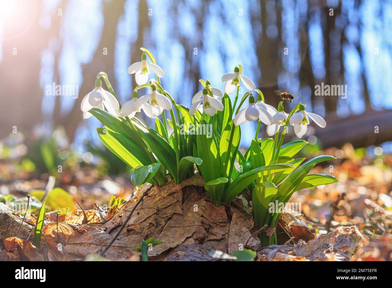 Blühende Schneeglöckchen (Galanthus nivalis) und ihre befruchtende Honigbiene im Frühling im Wald, Nahaufnahme Stockfoto