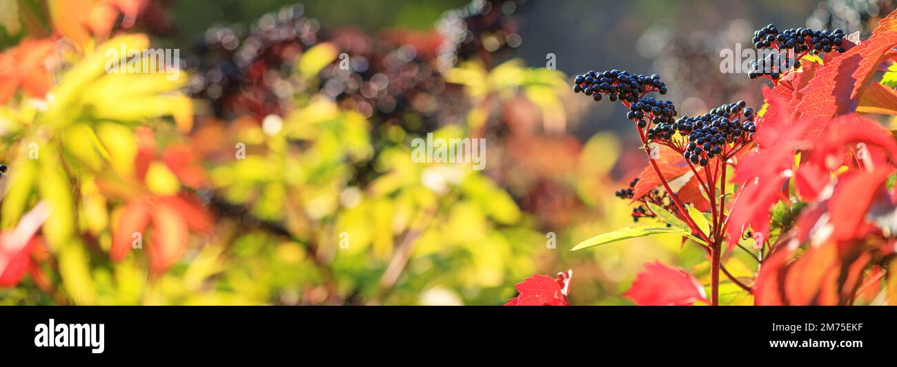 Herbstansicht der schwarzen Holunderbeere in den Strahlen der Herbstsonne, Banner mit selektivem Fokus und Platz für Text Stockfoto
