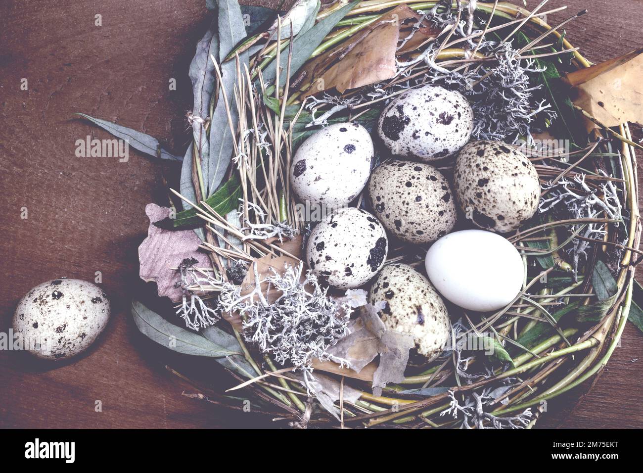 Ostereier im Nest auf rustikalem Holzhintergrund, osterhintergrund Stockfoto