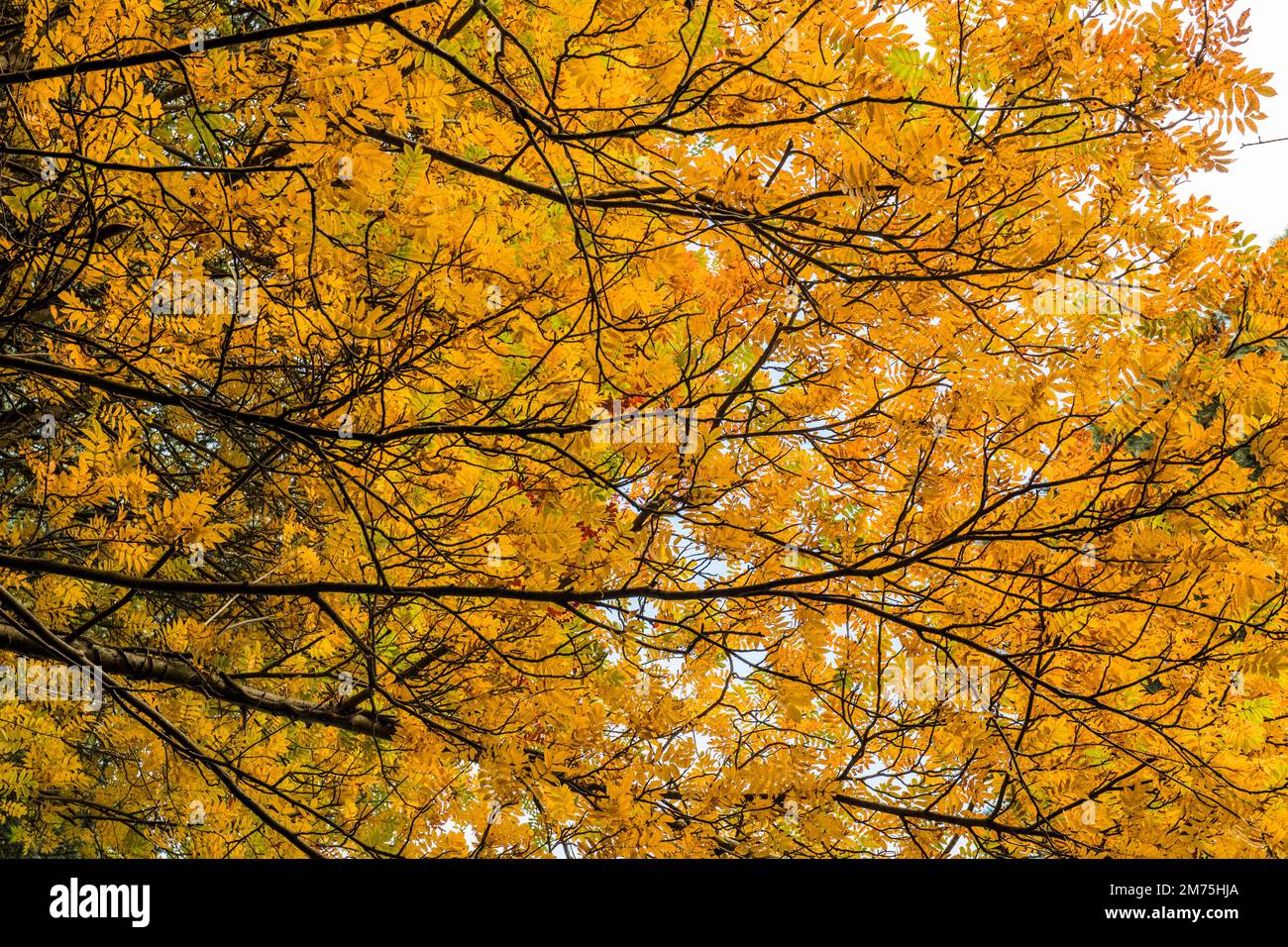 Baumwipfel mit Orangenblättern und Himmel im Herbst im vereinigten königreich Stockfoto