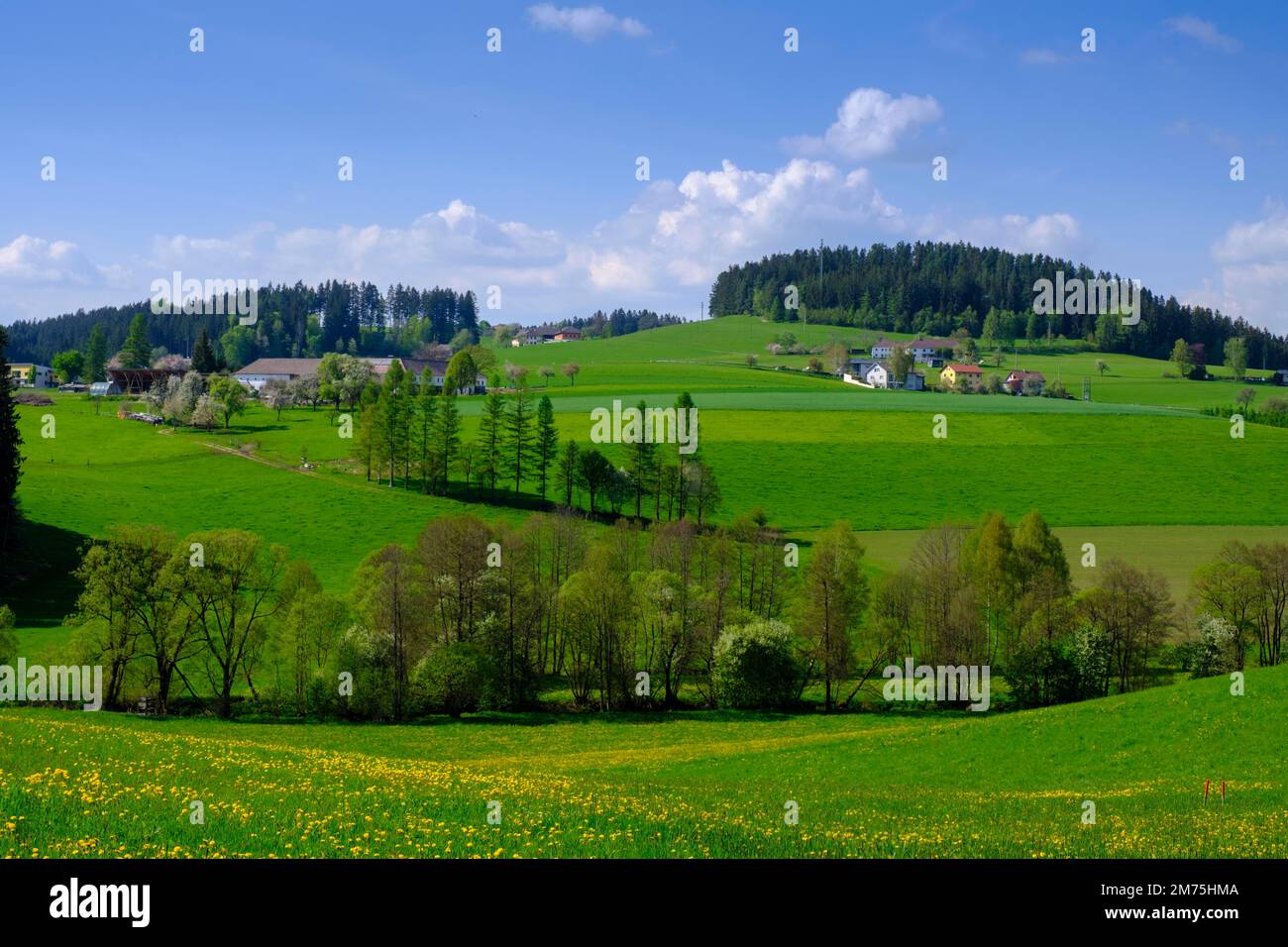 Hügelige Landschaft Obergeng bei Eidenberg, Mühlviertel, Oberösterreich, Österreich Stockfoto