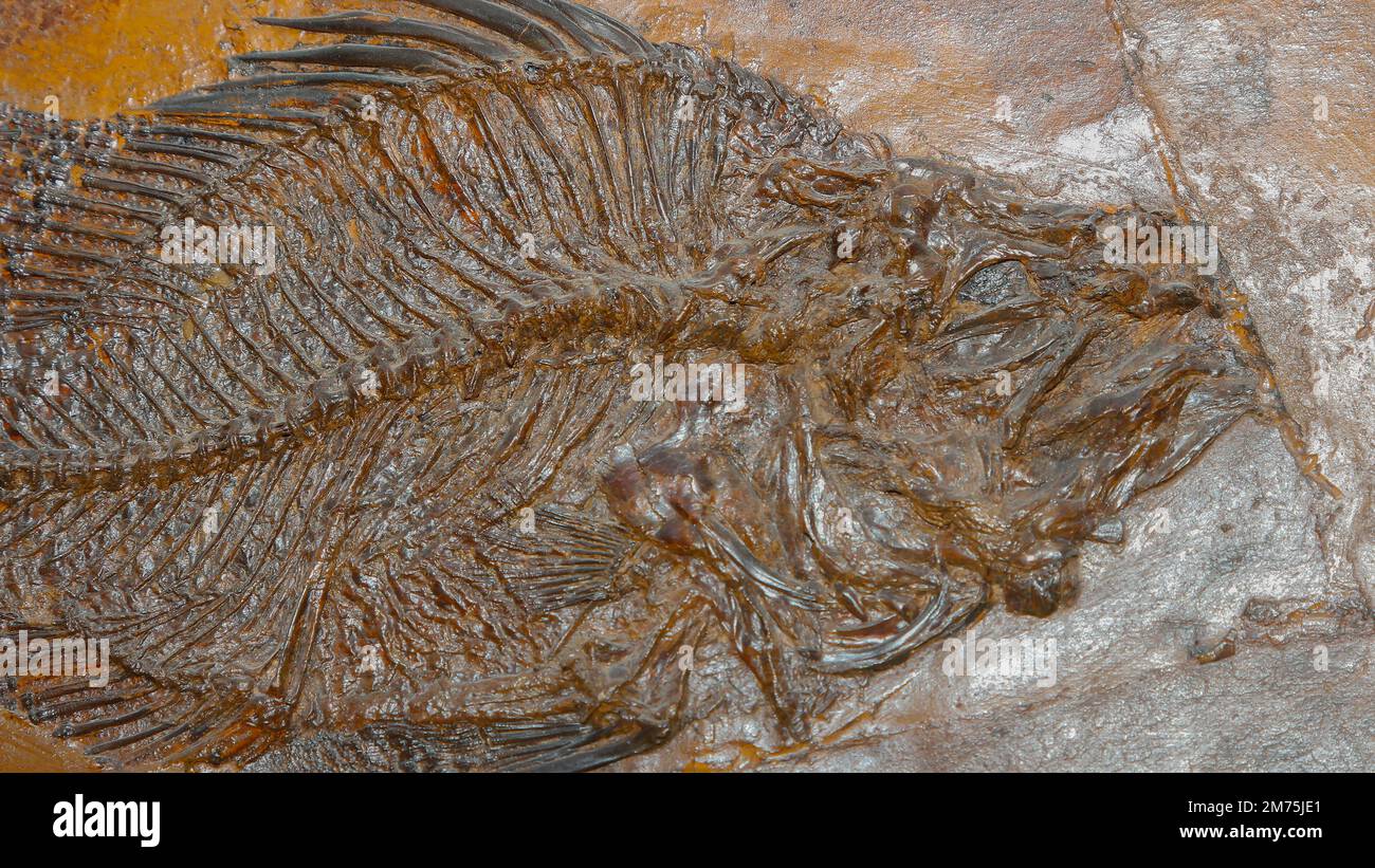 Amphiperca ist eine ausgestorbene Gattung prähistorischer mit Rochen finnierter Fische, die vom frühen bis mittleren Ozean lebten. Stockfoto