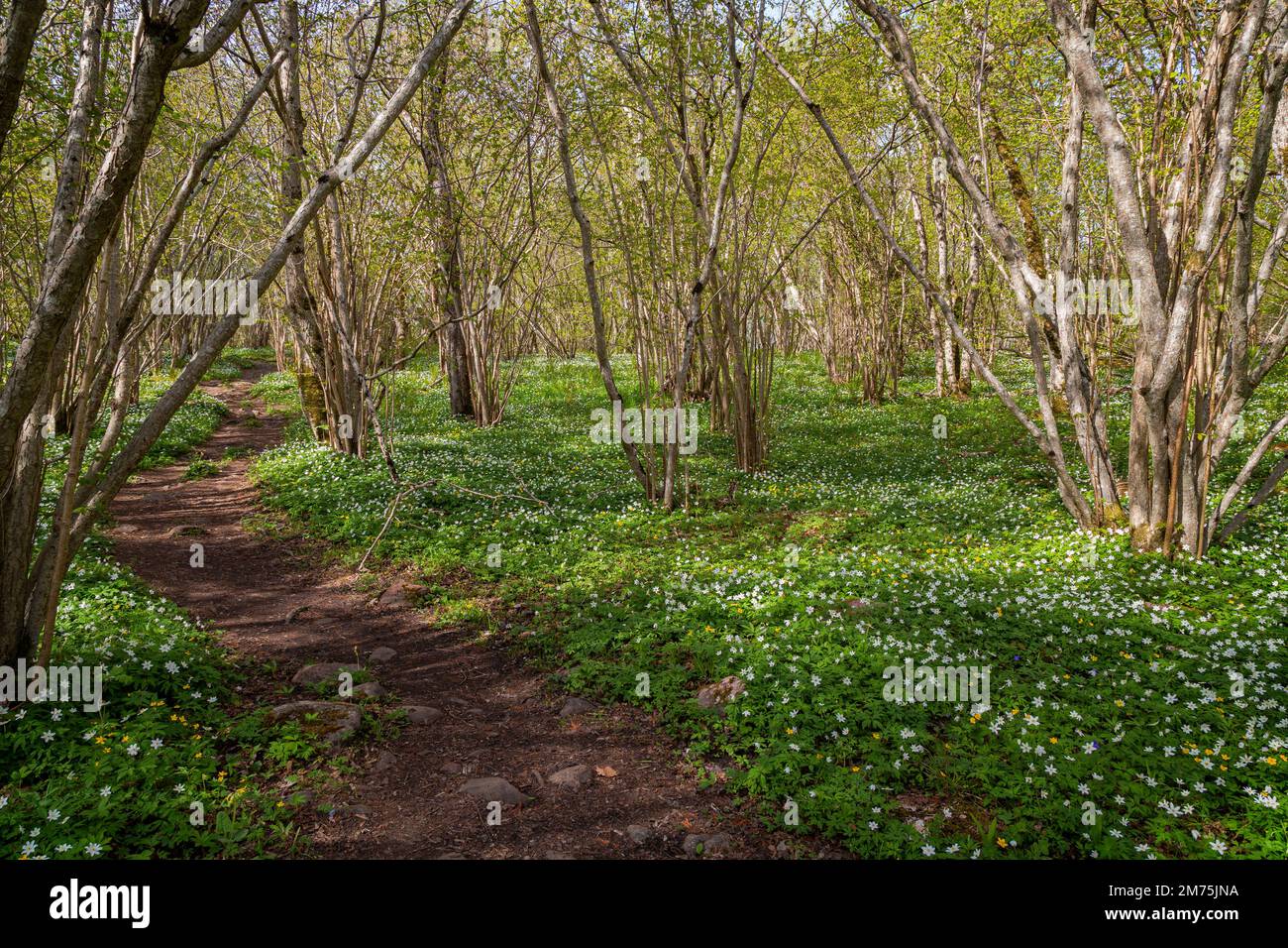 Wunderschöne Aussicht auf weiße Anemonblumen in einem üppigen Hain entlang des Naturpfads im Naturschutzgebiet Nåtö auf den finnischen Åland-Inseln im Frühling Stockfoto