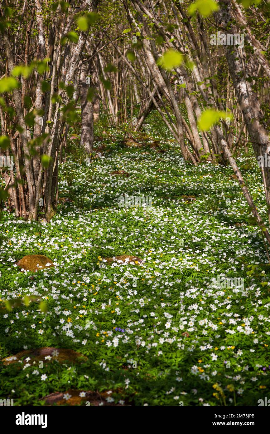 Wunderschöne Aussicht auf weiße Anemonblumen in einem üppigen Hain entlang des Naturpfads im Naturschutzgebiet Nåtö auf den finnischen Åland-Inseln im Frühling Stockfoto