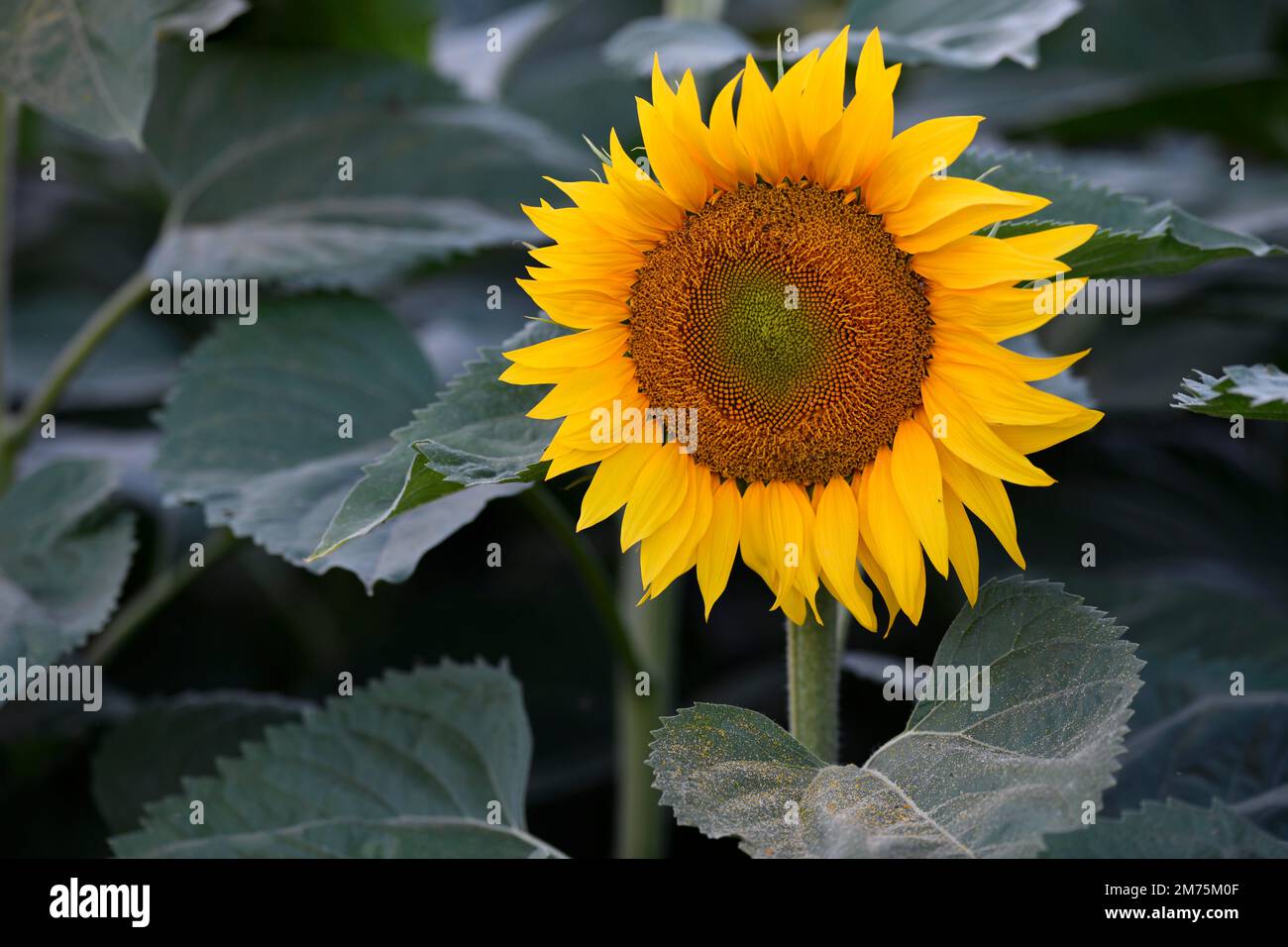 Einzelne Blume einer Sonnenblume (Helianthus annuus), Stuttgart, Baden-Württemberg, Deutschland Stockfoto