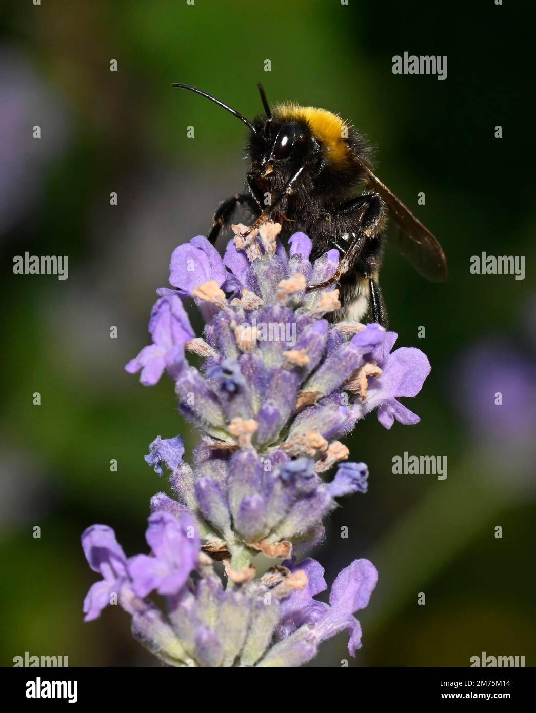 Große Erdhummel (Bombus terrestris), auch dicke Hummel oder schwarze Hummel, echter Lavendel (Lavandula angustifolia), Stuttgart Stockfoto