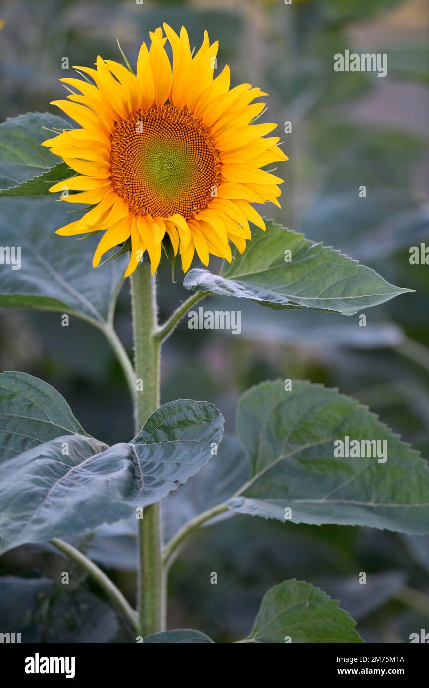 Einzelne Blume einer Sonnenblume (Helianthus annuus), Stuttgart, Baden-Württemberg, Deutschland Stockfoto