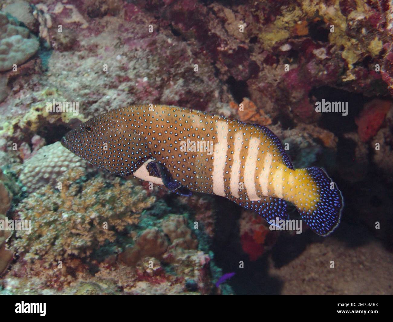 Bluespottbarsch (Cephalopholis argus) Tauchplatz Marsa Shona Reef, Ägypten, Rotes Meer Stockfoto
