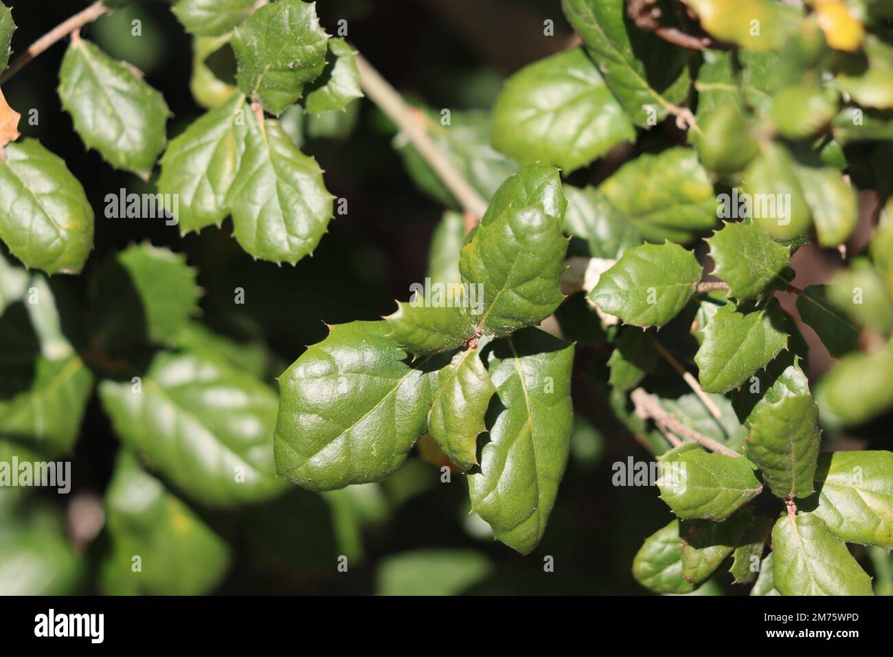 Grüne konvexe Spinose glabrous elliptische Blätter der Sorte Quercus Agrifolia, Agrifolia, Fagaceae, einheimischer Baum in den Santa Monica Mountains, Winter. Stockfoto