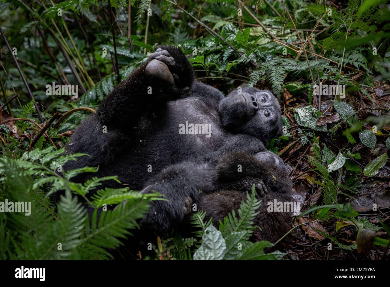 Eine Mutter des Berggorillas (Gorilla beringei beringei) und ihr Baby ruhen auf dem Boden des Bwindi Impenetrable Forest, Uganda. Stockfoto