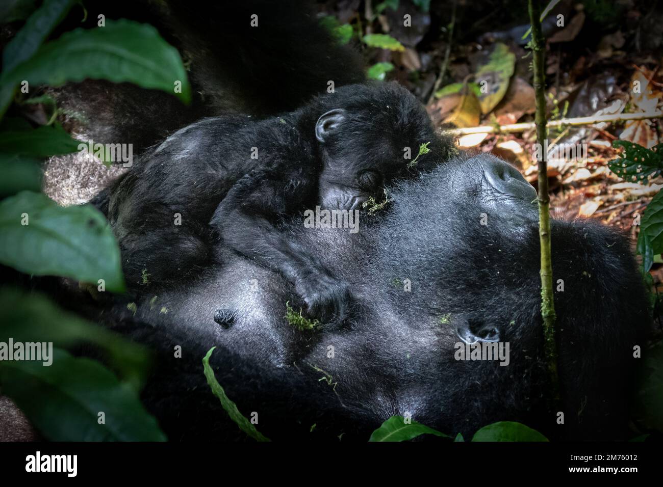 Ein einwöchiger Baby-Mountain-Gorilla (Gorilla beringei beringei), der friedlich auf der Brust seiner Mutter im undurchdringlichen Wald von Bwindi in Uganda schläft. Stockfoto