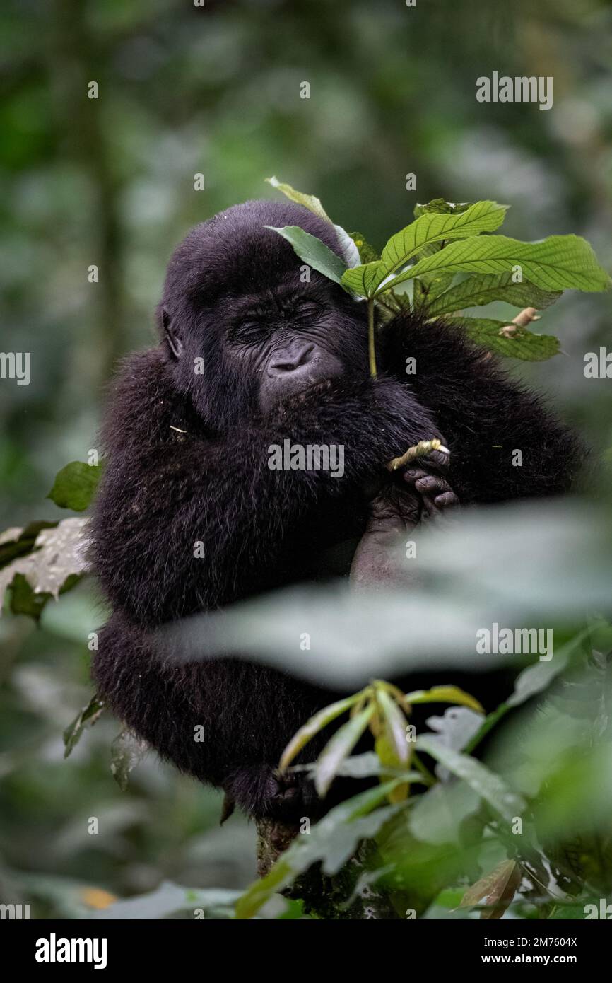 Ein Berg-Gorilla (Gorilla beringei beringei), der auf einem Baum im Bwindi Impenetrable Forest in Uganda sitzt und sich vom Laub ernährt. Stockfoto