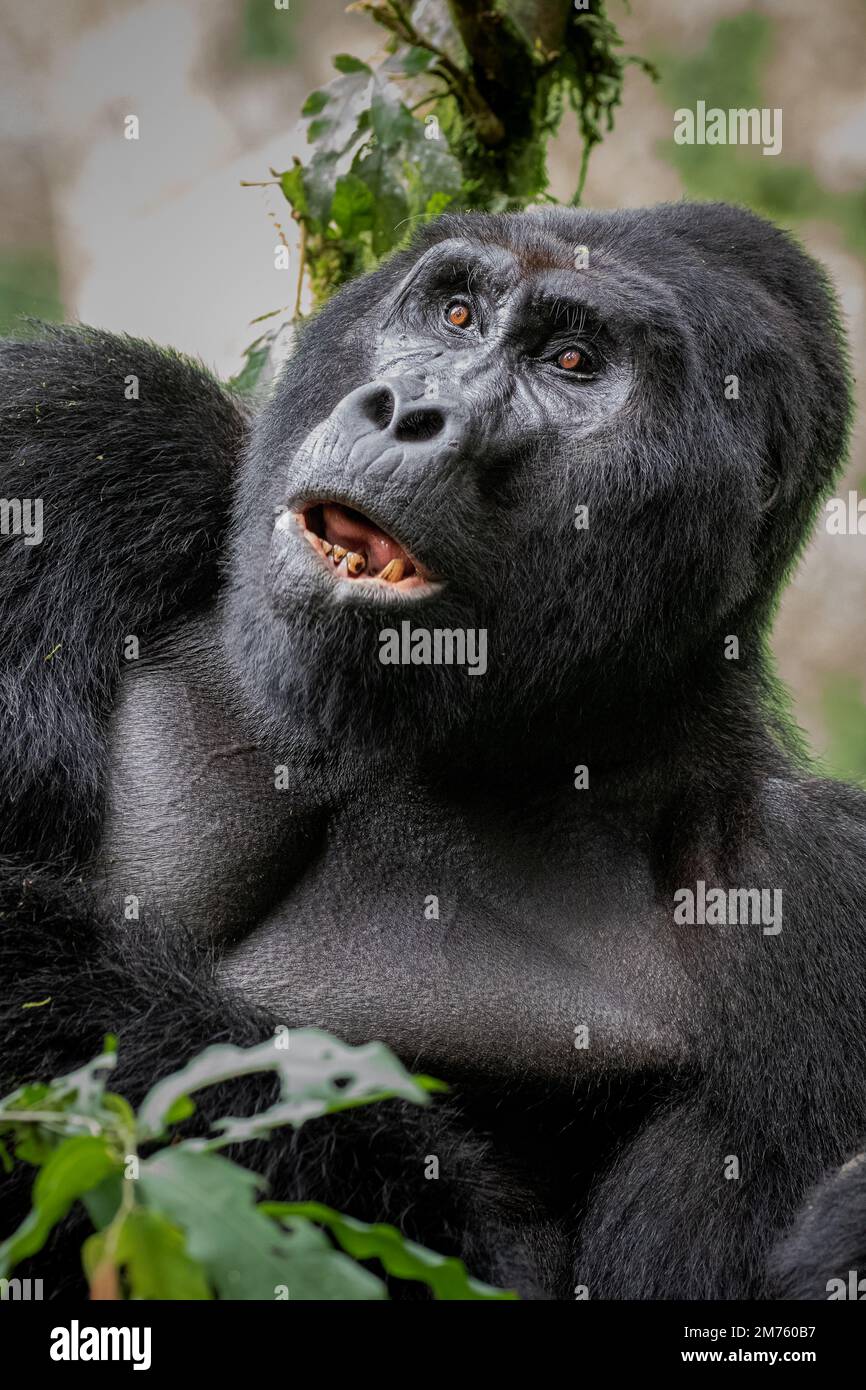 Ein imposanter Berggorilla (Gorilla beringei beringei) in Ugandas undurchdringlichem Bwindi-Wald. Stockfoto