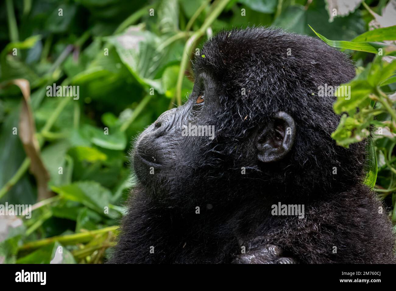 Porträt eines jungen Berggorillas (Gorilla beringei beringei) in Ugandas undurchdringlichem Bwindi-Wald. Stockfoto