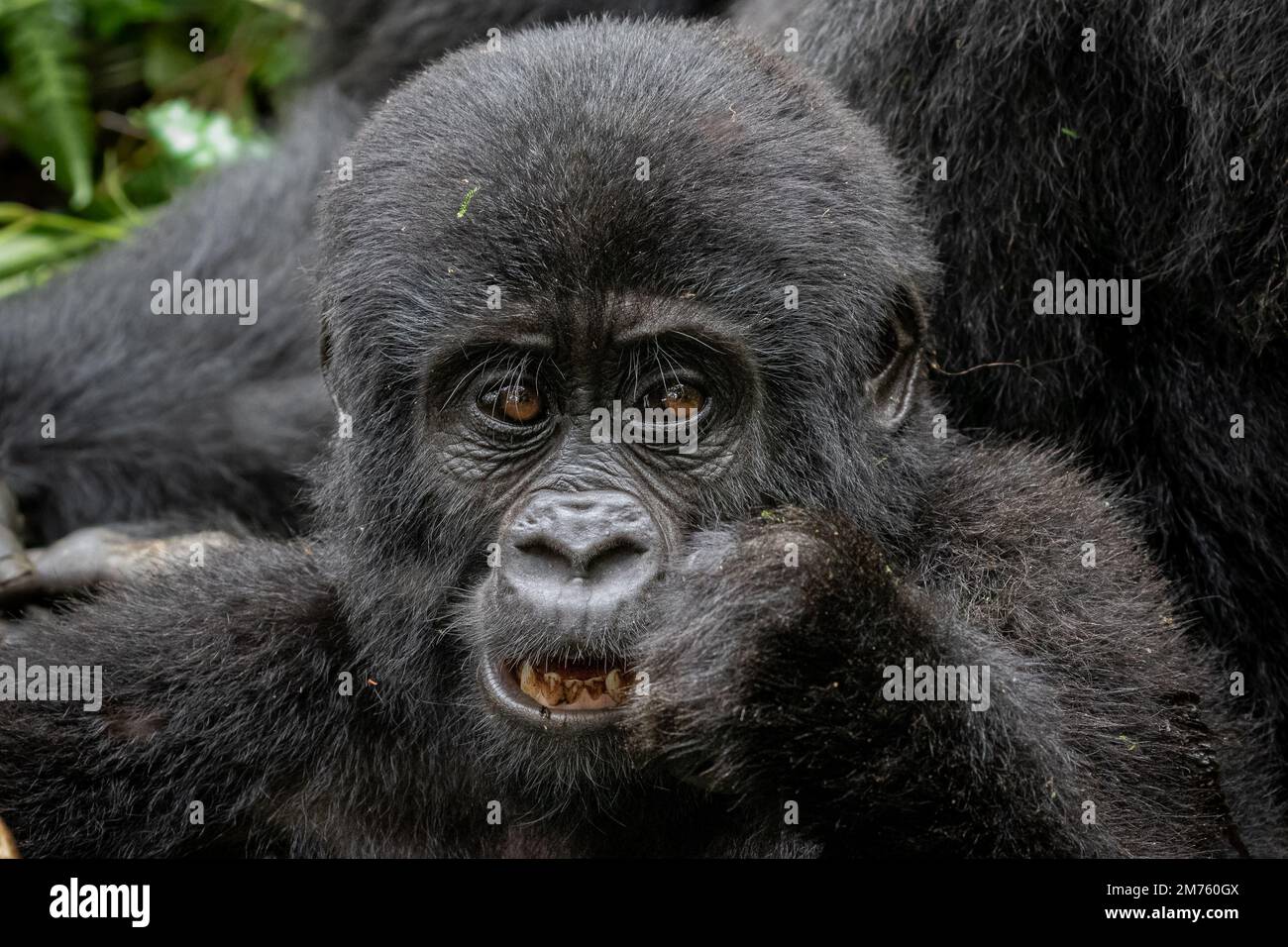Porträt eines jungen Berggorillas (Gorilla beringei beringei) in Ugandas undurchdringlichem Bwindi-Wald. Stockfoto