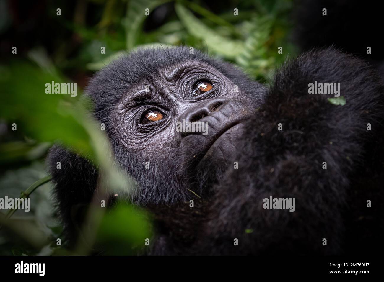 Porträt eines jungen Berggorillas (Gorilla beringei beringei) in Ugandas undurchdringlichem Bwindi-Wald. Stockfoto