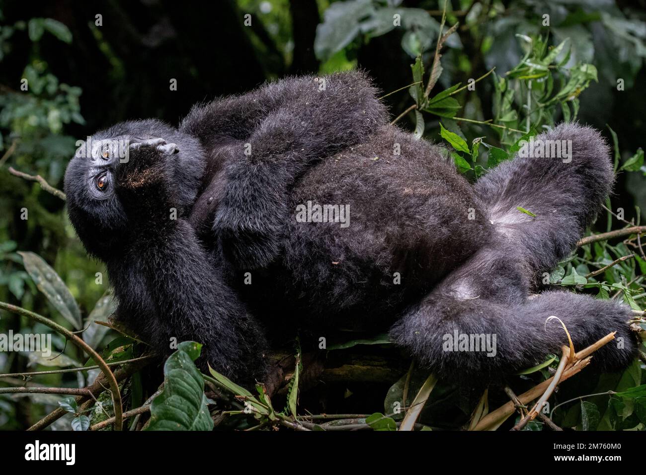 Ein Berggorilla (Gorilla beringei beringei), der sich auf dem Baumkronen eines kleinen Baumes während einer Pause hinlegt. Bwindi Unpenetrable Forest, Uganda Stockfoto