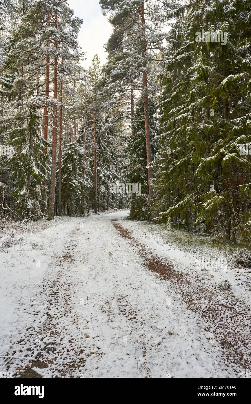 Ein Bild einer Fußgängerstraße, umgeben von hohen Bäumen im schneebedeckten Wald. Stockfoto