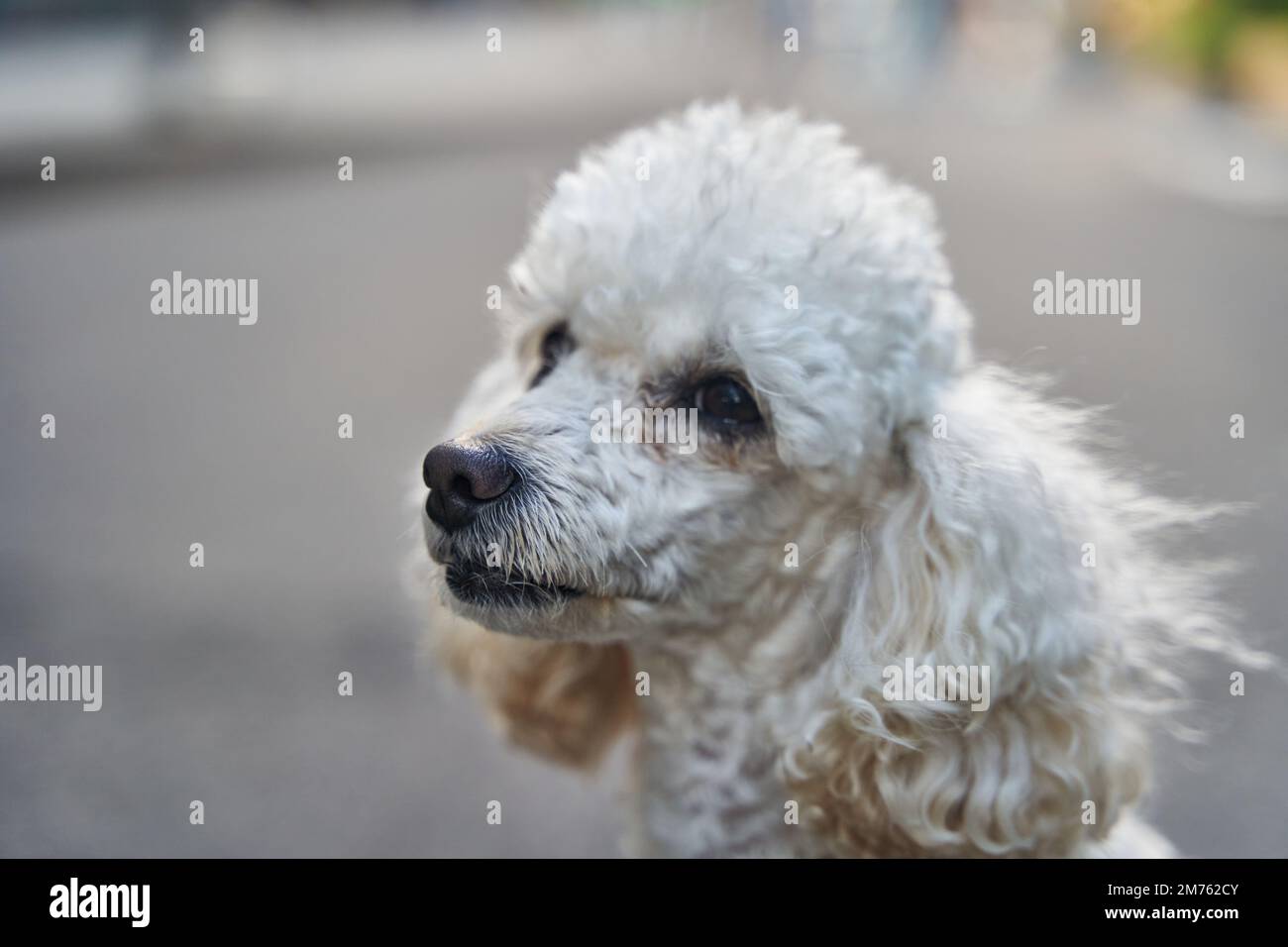 Weißer Miniatur-Pudel-Ahnehund, der auf der Asphaltstraße steht und vor der Kamera posiert Stockfoto