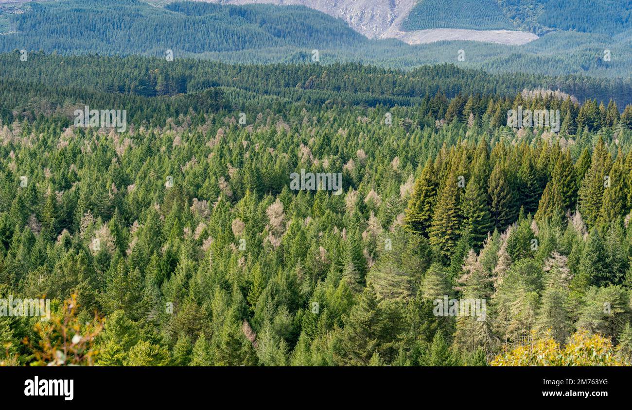 Mit Blick auf den Whakarewarewa Forest in der Nähe von Rotorua. Dies ist ein beliebter Wander- und Mountainbike-Park. Stockfoto