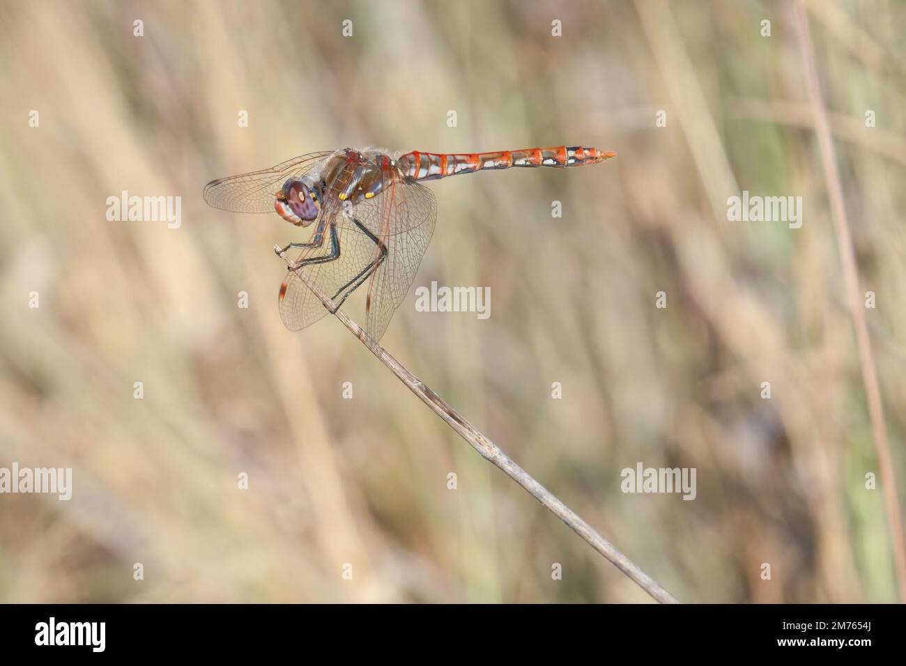 Im Stone Oak Park in San Antonio, Texas, erhebt sich eine Libelle aus Wiesenwhawk auf einem Stock. Stockfoto