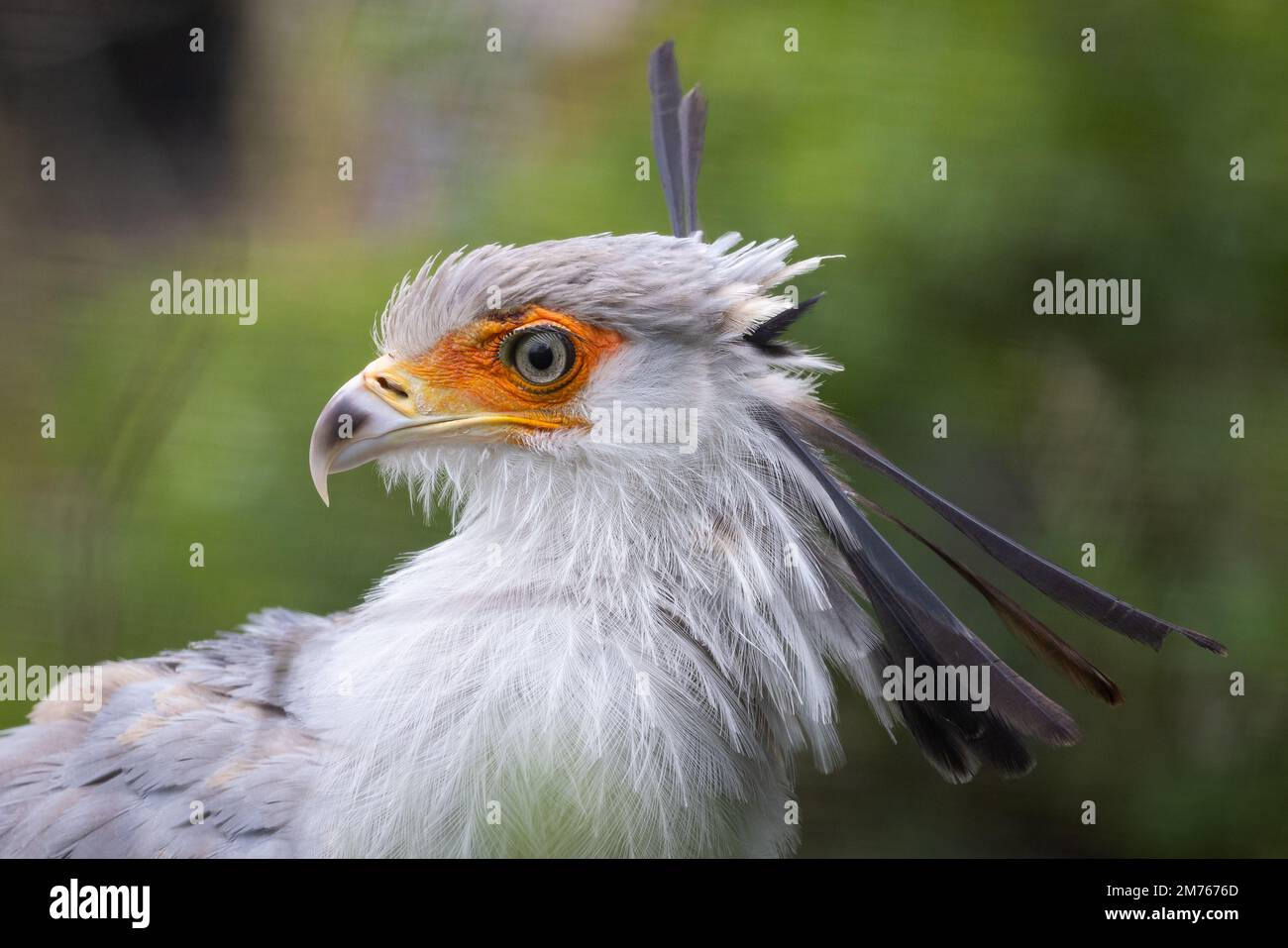 Secretary Bird [ Sagittarius serpentarius ] im Zoo Paington, Paington, Devon, Vereinigtes Königreich Stockfoto