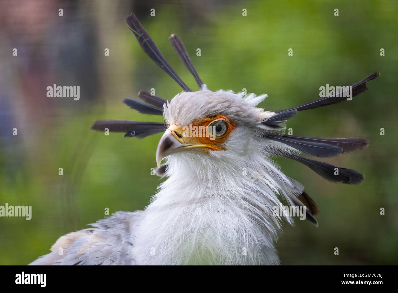 Secretary Bird [ Sagittarius serpentarius ] im Zoo Paington, Paington, Devon, Vereinigtes Königreich Stockfoto