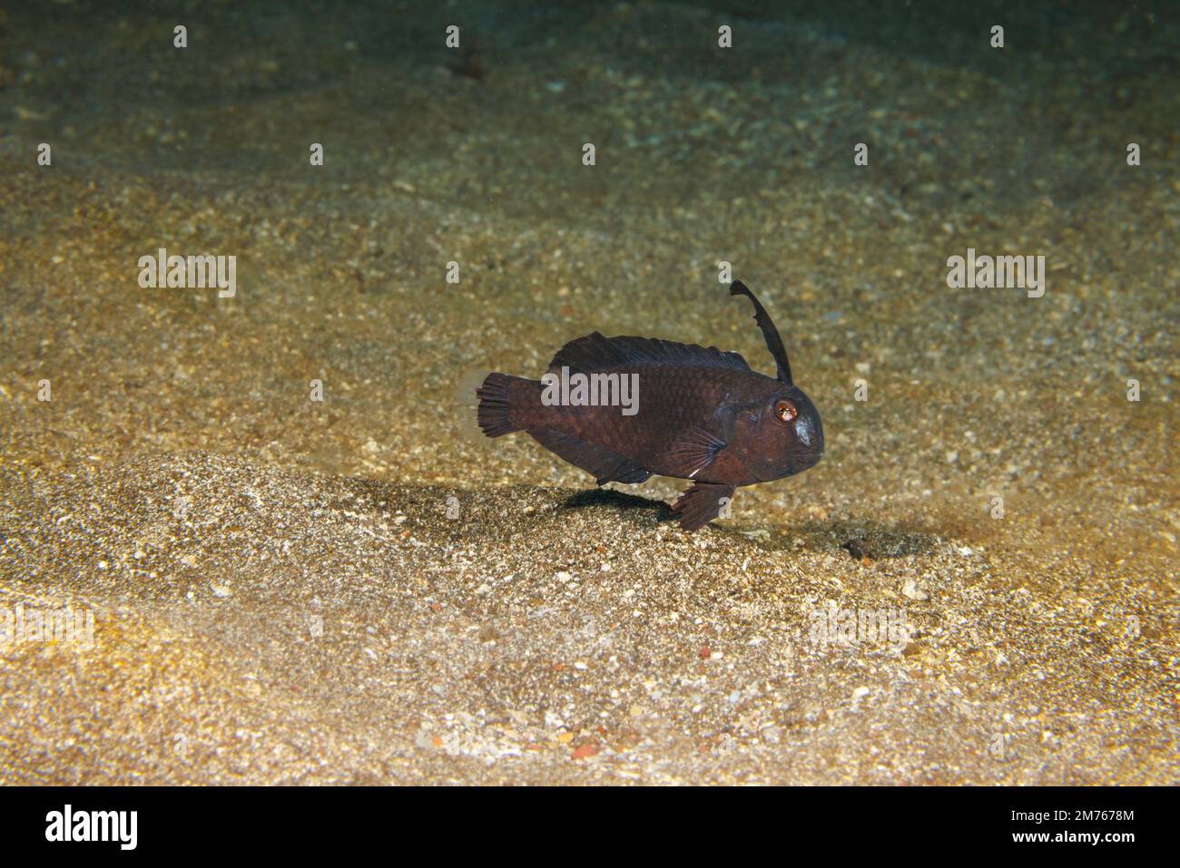 Diese schwarze Variante der Pfau-Rasierklinge, Iniistius pavo, galt einst als eine eigene Spezies, Hawaii. Stockfoto