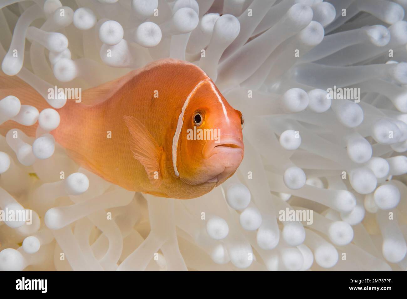 Diese Rosa Anemonenfischen, Amphiprion perideraion, ist in einer Anemone, Heteractis magnifica, Bleichen ist von hohen Meerestemperaturen und Hitze, Stockfoto
