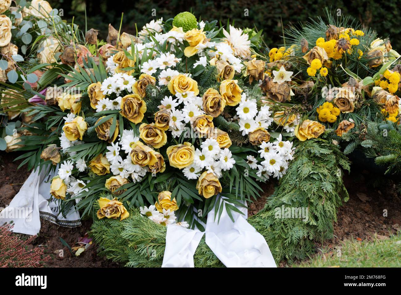 Ein Bestattungskranz mit gelben Rosen und weißer Gerbera beginnt zu verwelken Stockfoto