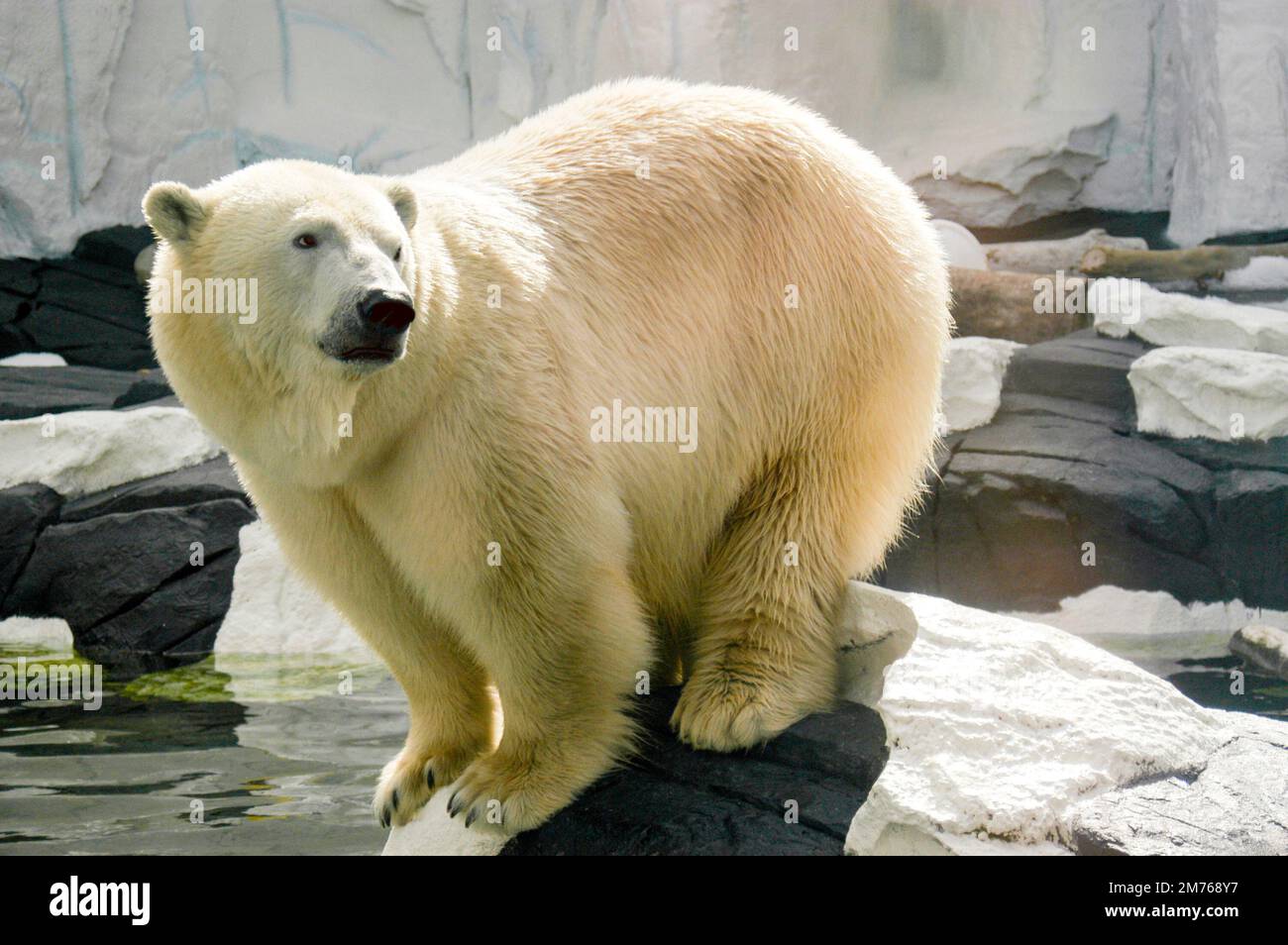 Eisbär balanciert auf einem Felsen neben eiskaltem Wasser und macht sich bereit für den Sprung. Stockfoto