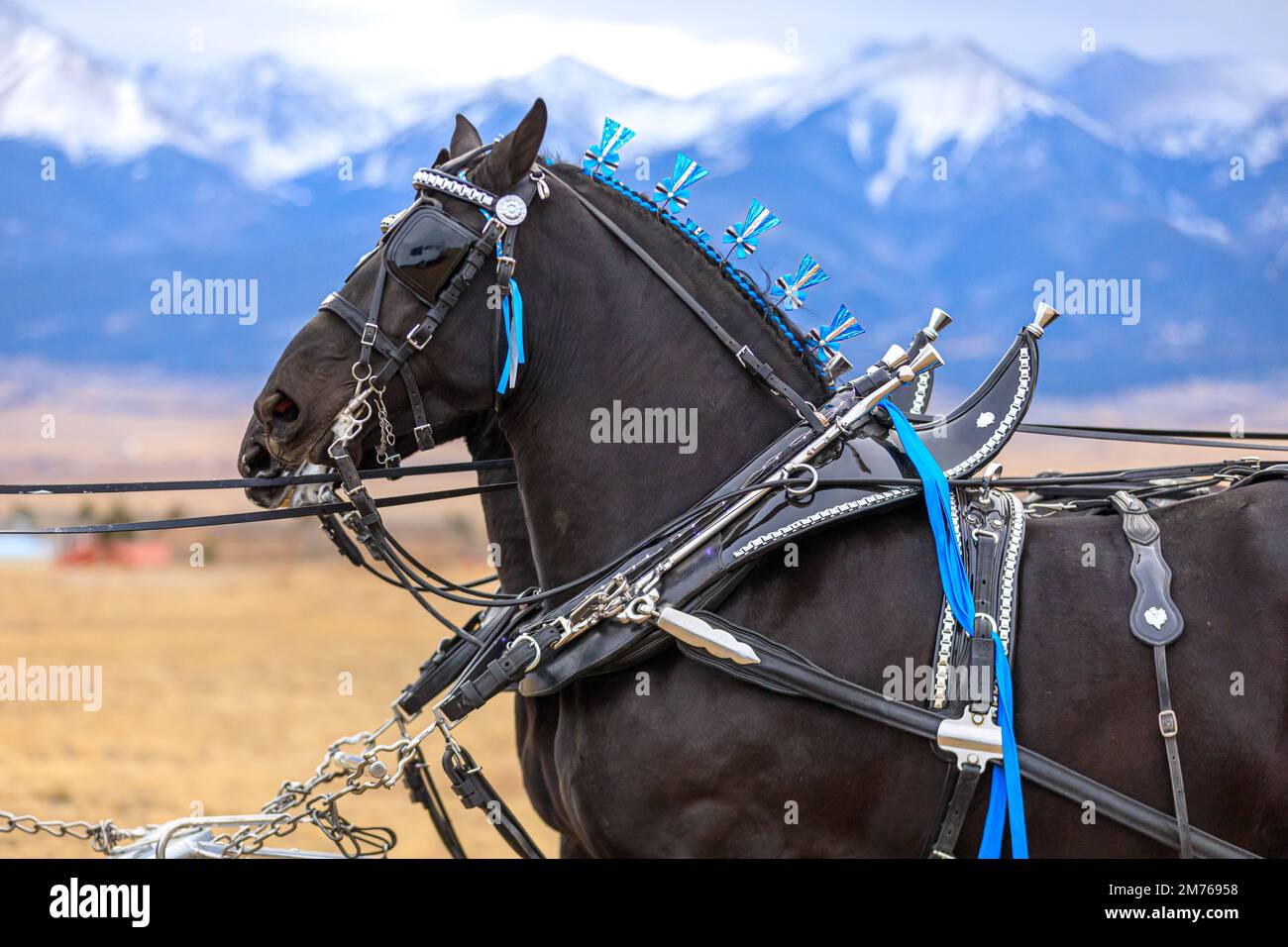 Percheron-Pferde, die in Colorado eine Kutsche ziehen Stockfoto
