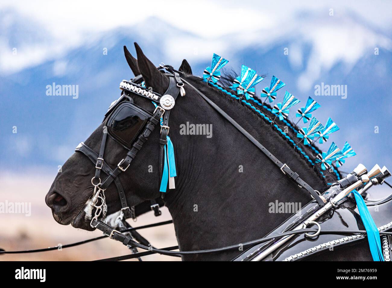 Percheron-Pferde, die in Colorado eine Kutsche ziehen Stockfoto