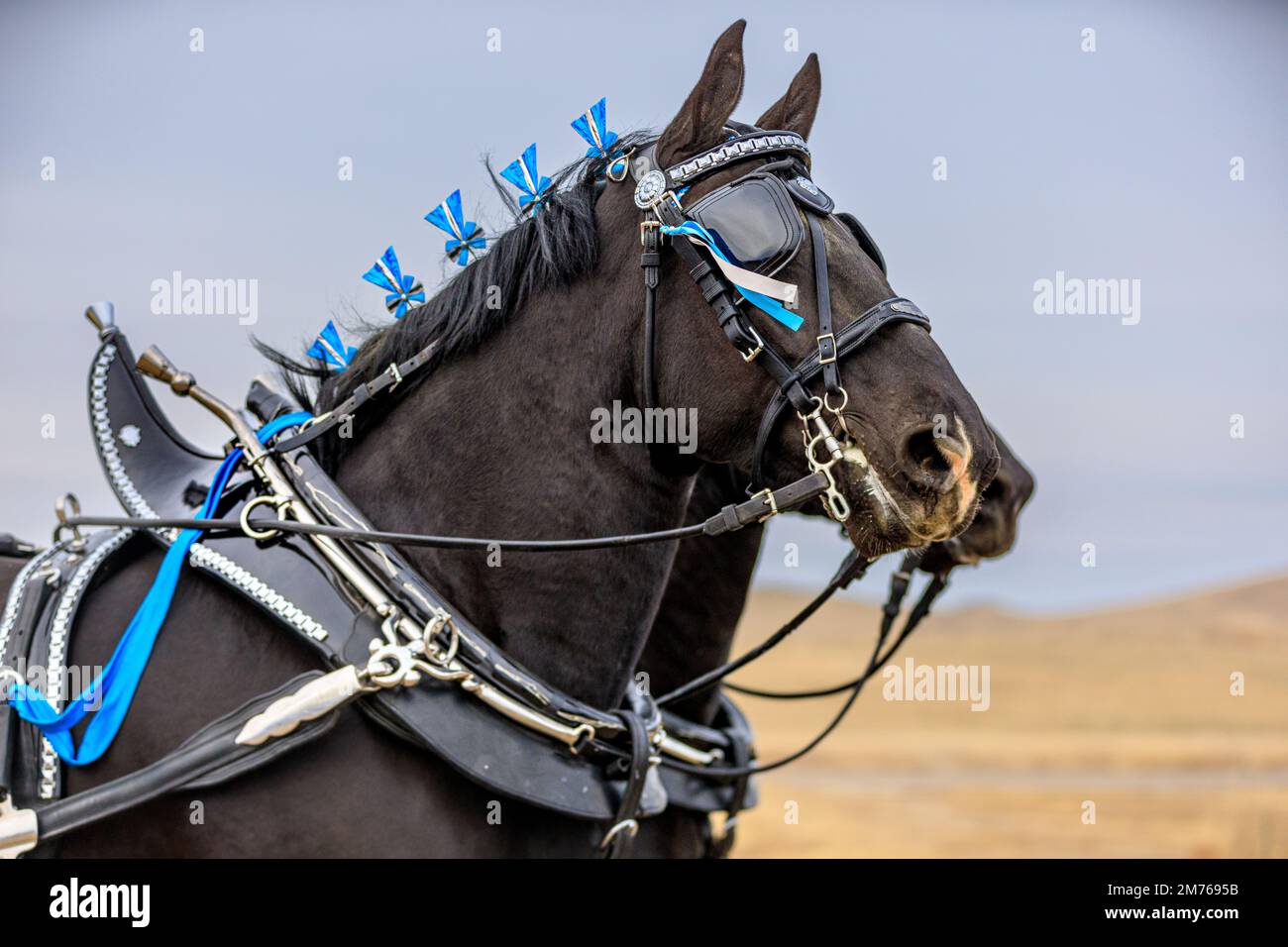 Percheron-Pferde, die in Colorado eine Kutsche ziehen Stockfoto