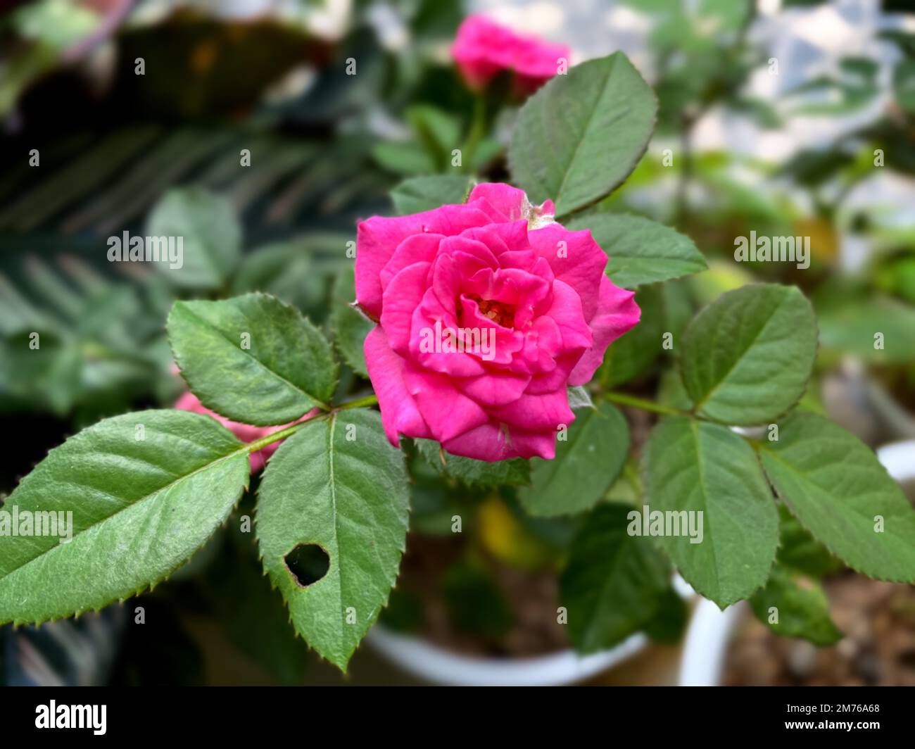 Kleine rosa Rose im Garten. Mini-Rosen blühen Stockfoto