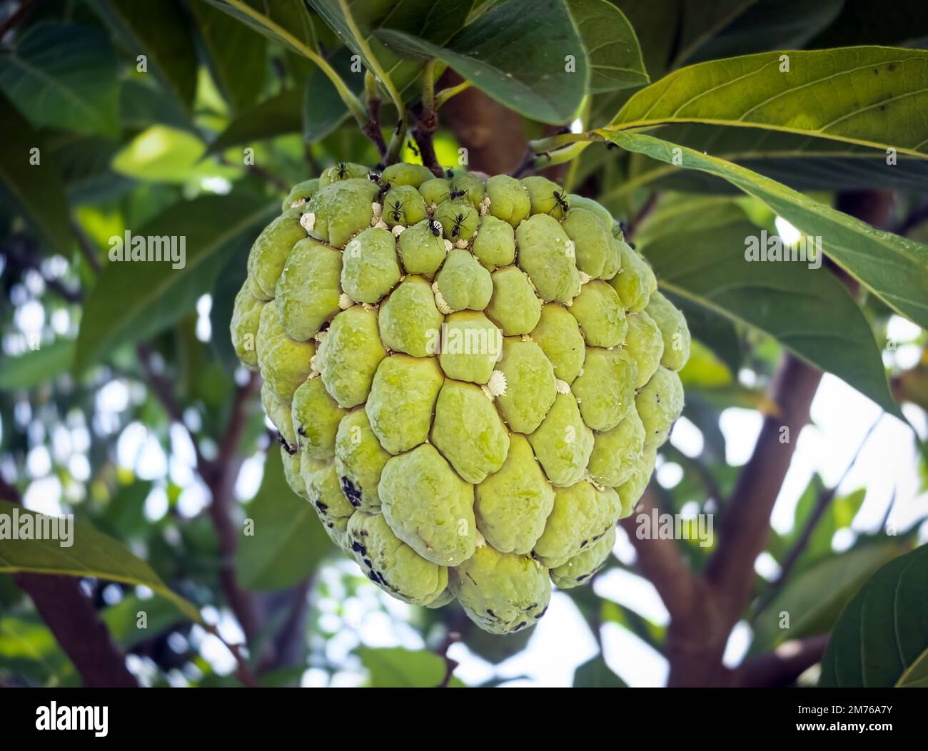 Puddingapfel oder Zuckerapfelfrucht (Annona squamosa), die am Baum hängen. Stockfoto