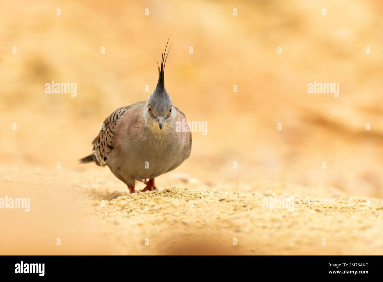 Crested Pigeon [ Ocyphaps lophotes ] im Paington Zoo, Paington, Devon, Großbritannien Stockfoto