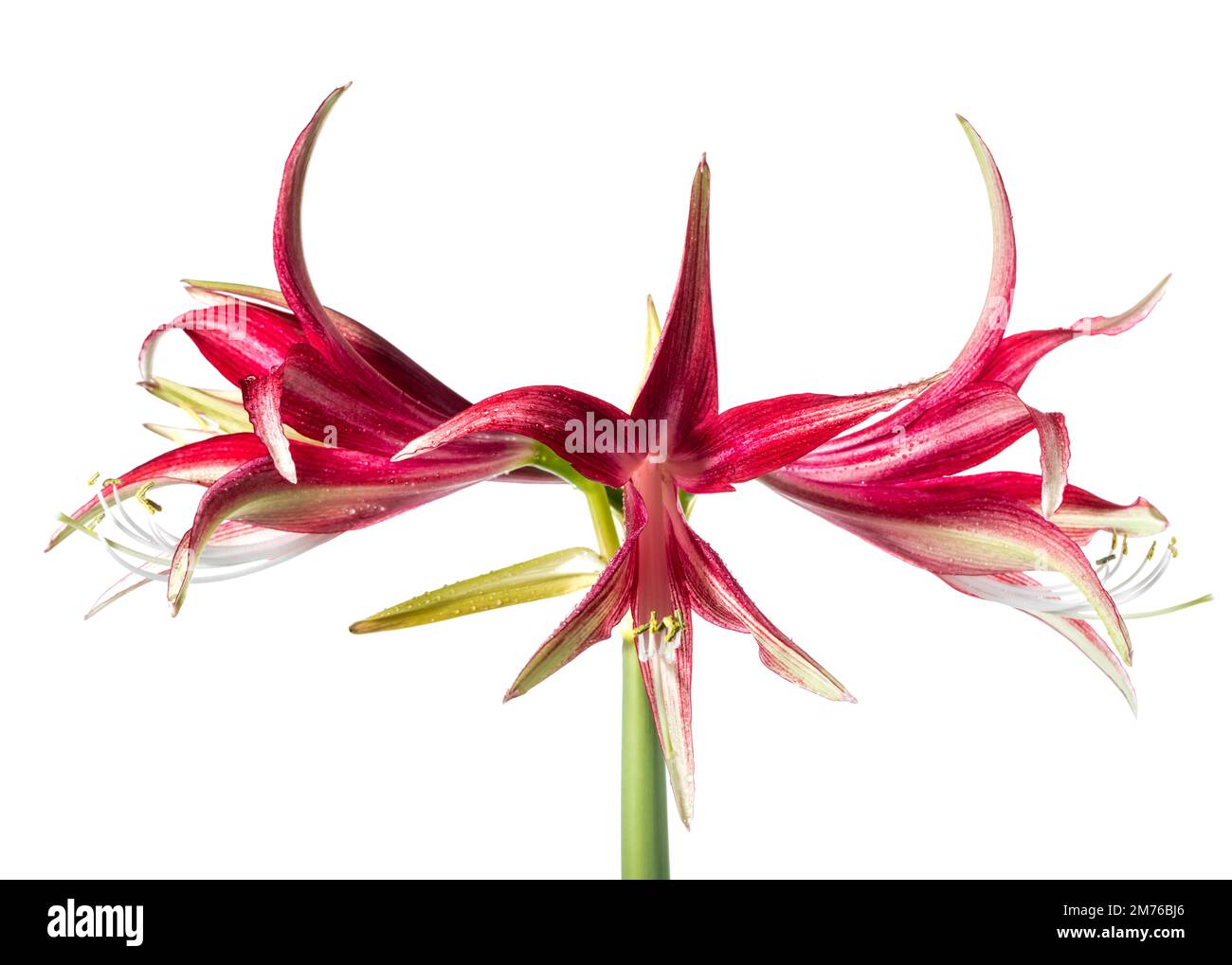 „Misty“ Hippeastrum, Amaryllis (Hippeastrum x hortorum) Stockfoto