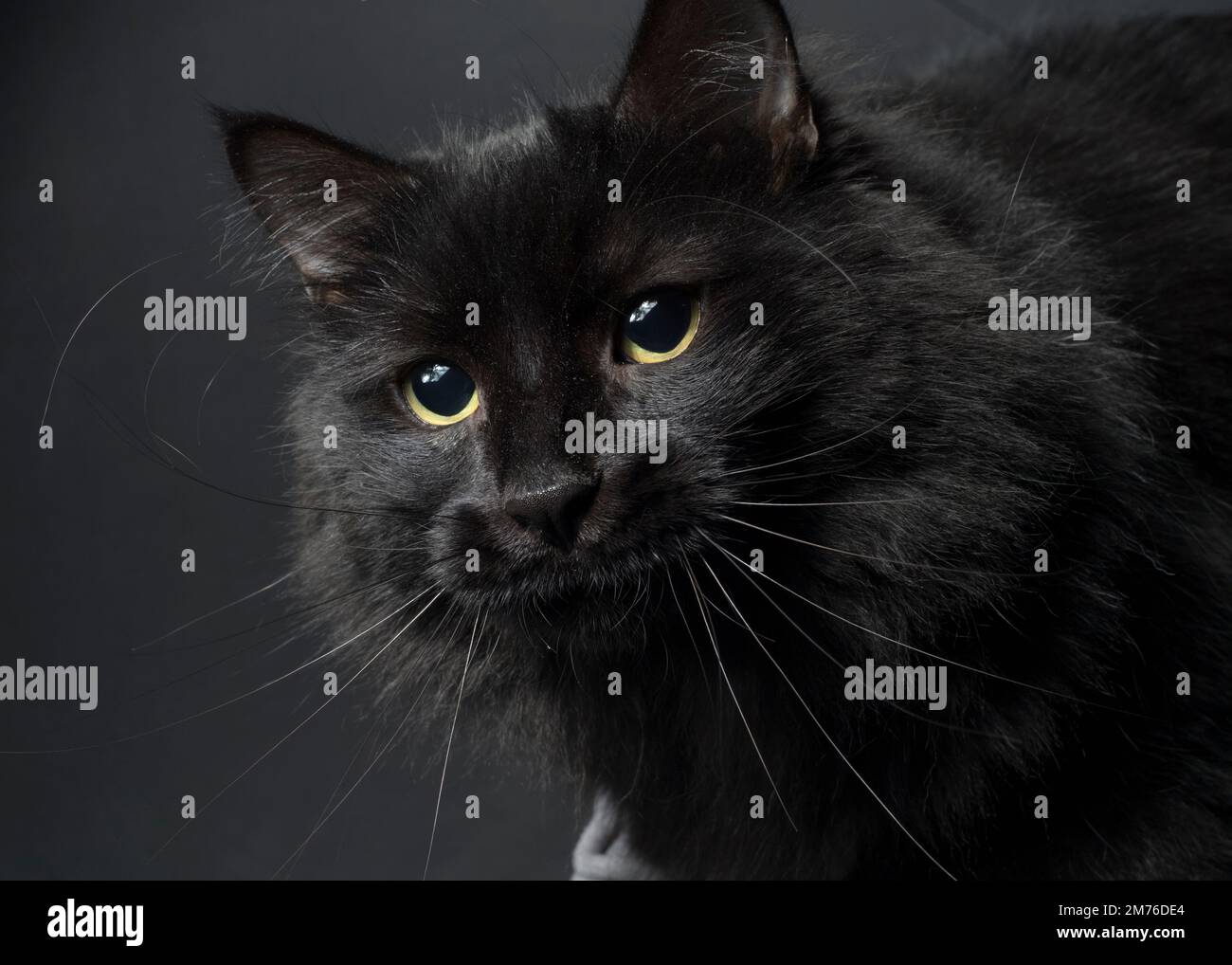 Nahaufnahme eines schönen, langhaarigen schwarzen Katzens. Stockfoto