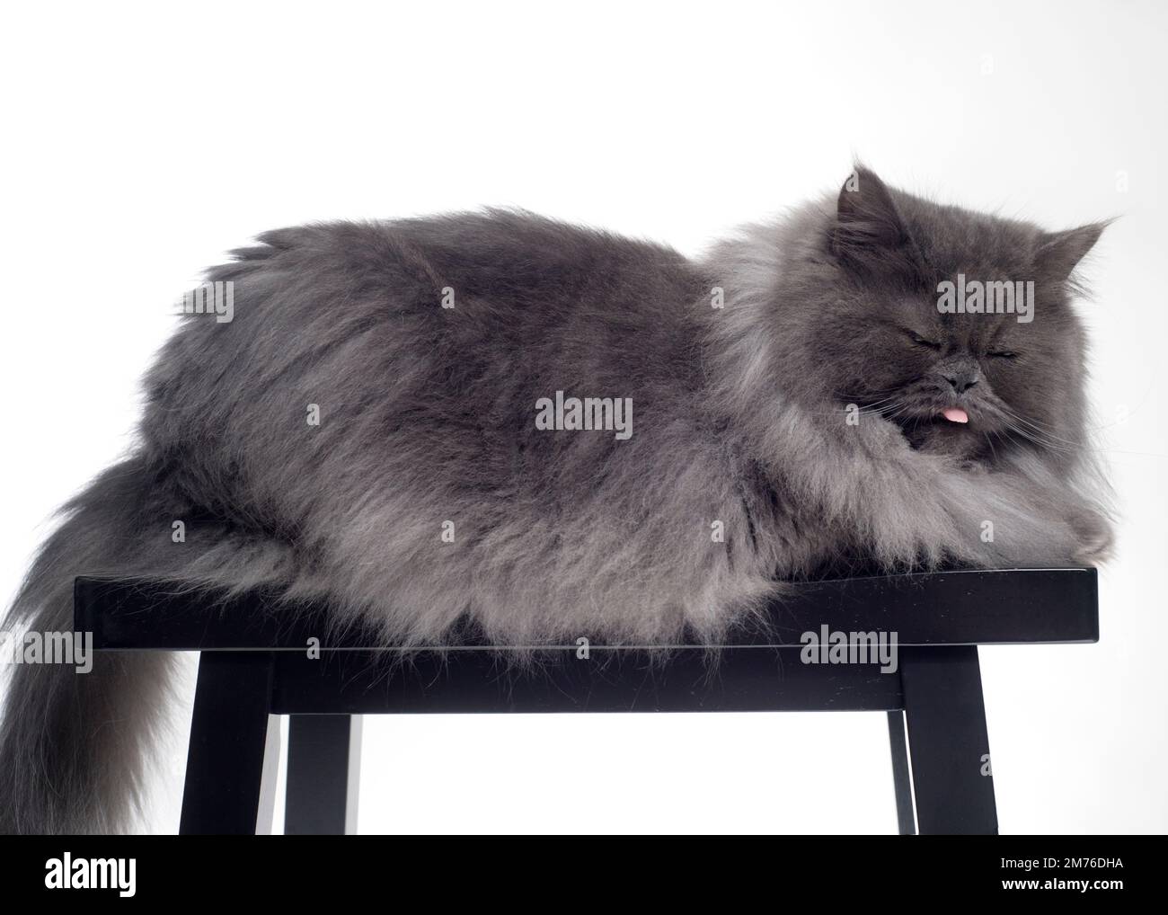Lustiges Bild einer flauschigen grauen Katze, die ihre Zunge herausstreckt und mürrisch aussieht. Stockfoto Lustiges Bild einer flauschigen grauen Katze, die ihre Zunge herausstreckt und mürrisch aussieht. Stockfoto