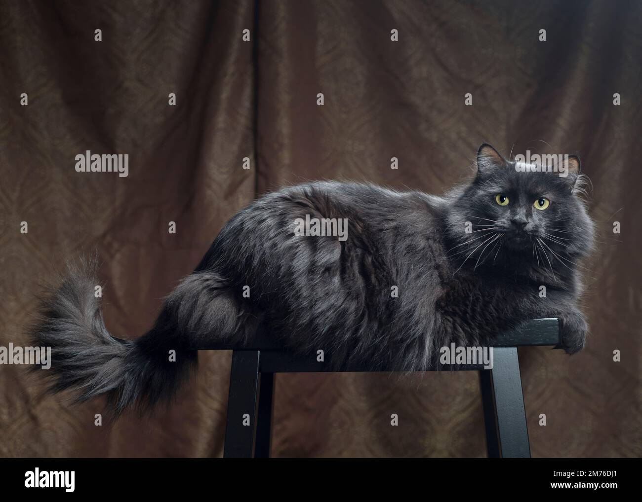 Ziemlich lange haarige schwarze Katze, die auf einem Hocker sitzt, mit dem Schwanz nach oben. Stockfoto